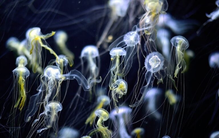 日本東北自由行景點：加茂水族館